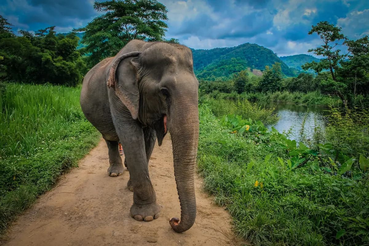 Elephant sanctuary in the forest near Chiang Mai, Thailand